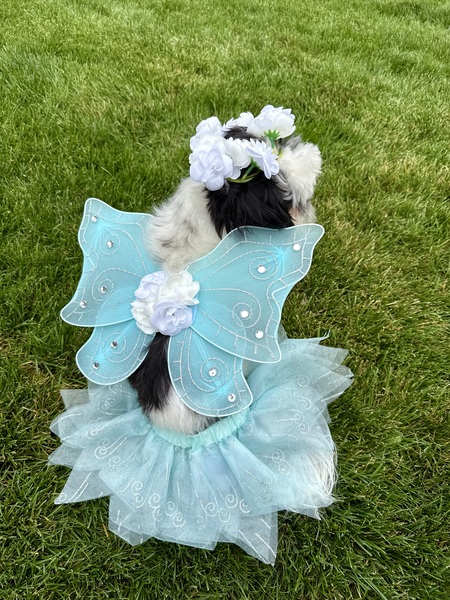 Entry image for Gracie Mei- The fairy treatmother. Clicking this image will show a larger photo