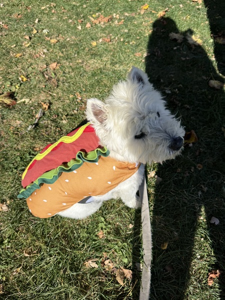 Entry image for Elton the Hot Dog 🌭 . Clicking this image will show a larger photo
