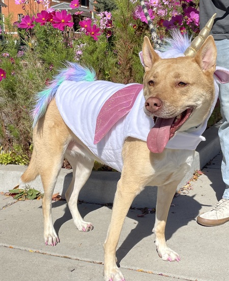 Entry image for Charleigh the Unicorn. Clicking this image will show a larger photo