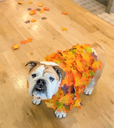 Entry image for Pistachio the cutest pile of Fall Leaves. Clicking this image will show a larger photo