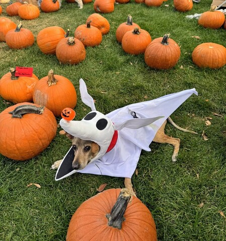 Entry image for Timon as Zero from The Nightmare Before Christmas . Clicking this image will show a larger photo
