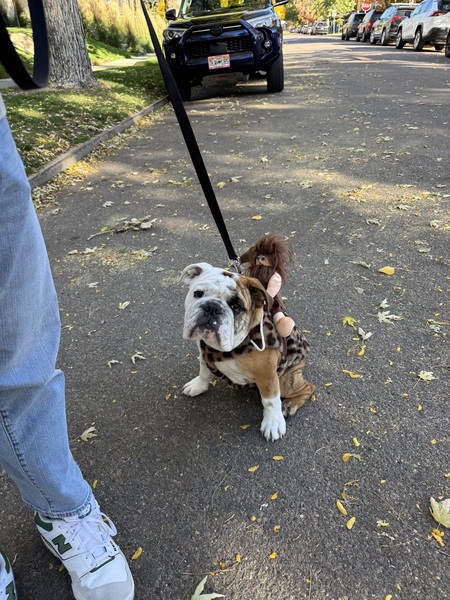 Entry image for George - Caveman . Clicking this image will show a larger photo