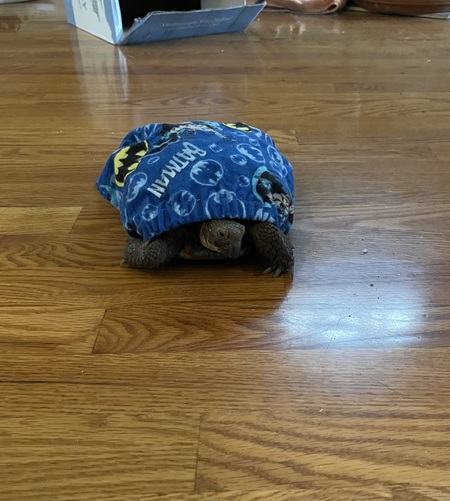 Entry image for Speedy as Batman. Clicking this image will show a larger photo