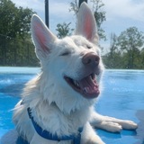 Entry image for Jax