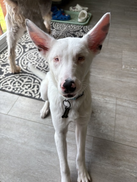 Entry image for Goose . Clicking this image will show a larger photo