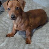 Entry image for Bratwurst! 