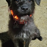 Entry image for Onyx