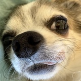 Entry image for Little Man