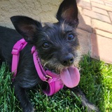 Entry image for Pearl