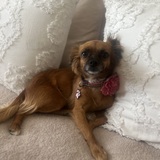 Entry image for Lolita