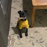 Entry image for Gadget