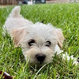 Entry image for Nella