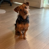 Entry image for Charlie 