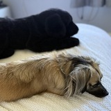 Entry image for Maple