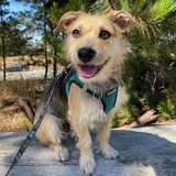 Entry image for Wolfie