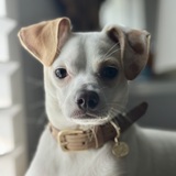 Entry image for Stewie 