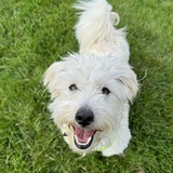 Entry image for Gumbo