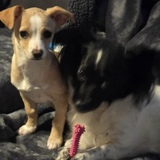 Entry image for Peanut