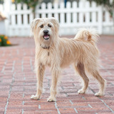 Entry image for Murphy