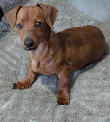 Entry image for Bratwurst! . Clicking this image will show a larger photo