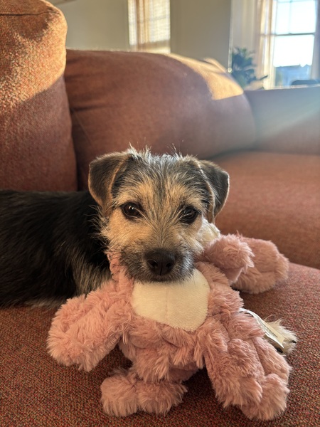 Entry image for Coraline Pink. Clicking this image will show a larger photo