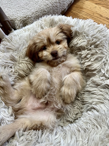 Entry image for Alfie. Clicking this image will show a larger photo