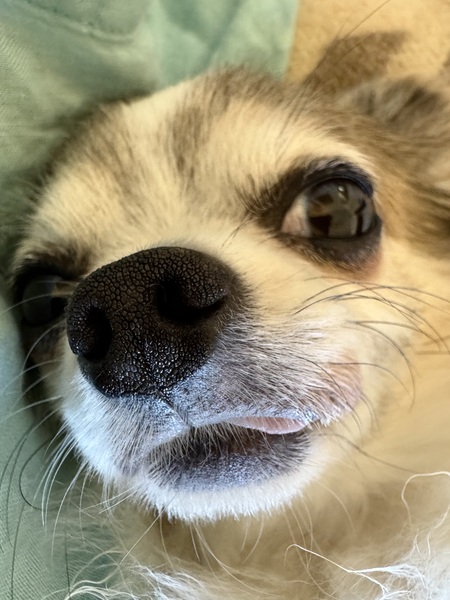 Entry image for Little Man. Clicking this image will show a larger photo