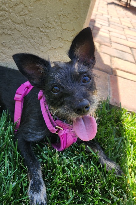 Entry image for Pearl. Clicking this image will show a larger photo