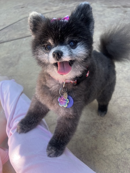 Entry image for Minnie Boo. Clicking this image will show a larger photo