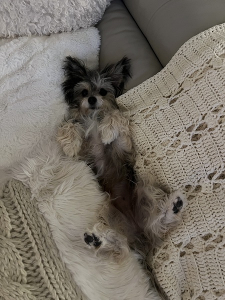 Entry image for Lulu. Clicking this image will show a larger photo