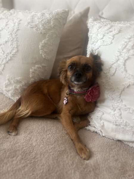 Entry image for Lolita. Clicking this image will show a larger photo