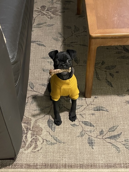 Entry image for Gadget. Clicking this image will show a larger photo