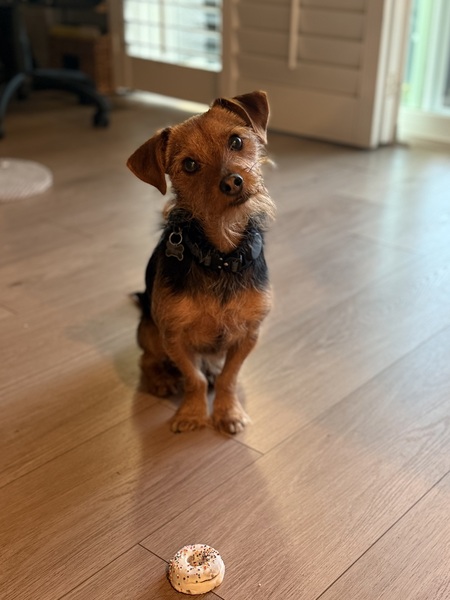 Entry image for Charlie . Clicking this image will show a larger photo