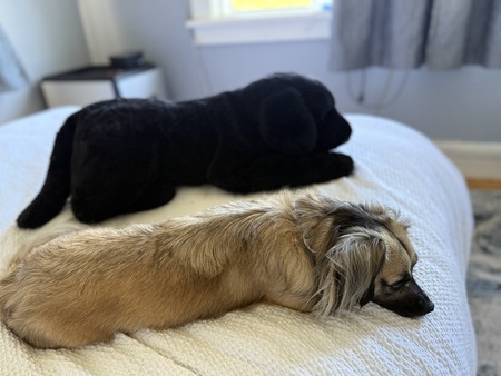 Entry image for Maple. Clicking this image will show a larger photo