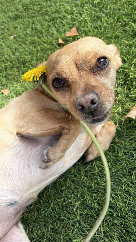 Entry image for Elbie. Clicking this image will show a larger photo