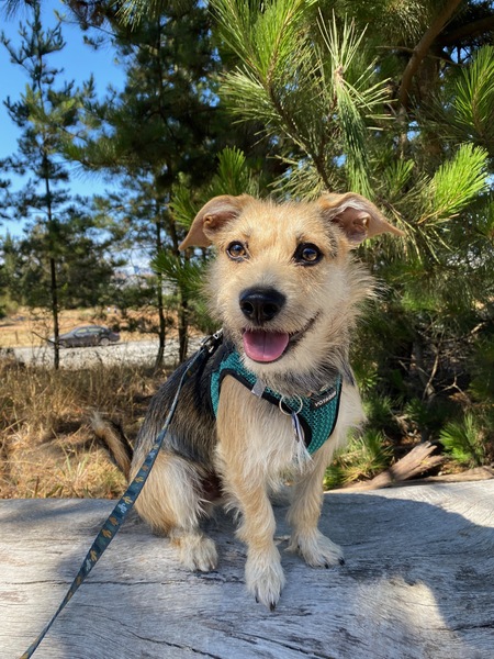 Entry image for Wolfie. Clicking this image will show a larger photo