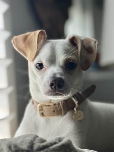 Entry image for Stewie . Clicking this image will show a larger photo