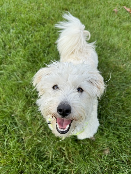 Entry image for Gumbo. Clicking this image will show a larger photo