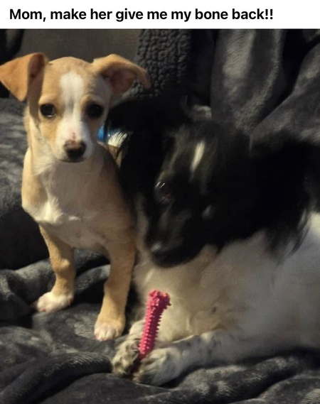 Entry image for Peanut. Clicking this image will show a larger photo