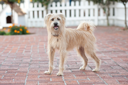 Entry image for Murphy. Clicking this image will show a larger photo