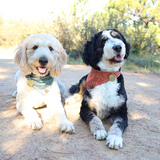 Entry image for Eleanor & Penny