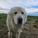 Entry image for Peter the Great (Pyrenees)