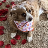 Entry image for Jessie Ruth 