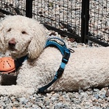 Entry image for Felix Felony Meyer