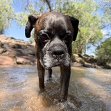 Entry image for Brutus 