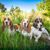 Entry image for Beezlee, Hunny B, Shamus