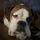 Entry image for Emmett