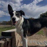 Entry image for Willow