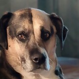 Entry image for Bella