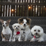 Entry image for Happily Ever After with August, Jazzy, Conner, and Susie